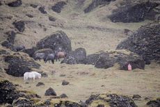 Islandpferde (36 von 50).jpg